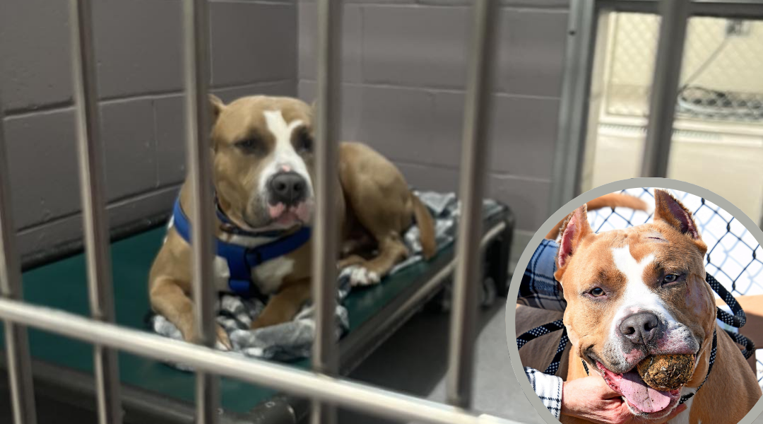 Overlooked Shelter Dog Biggie Finally Finds a Home