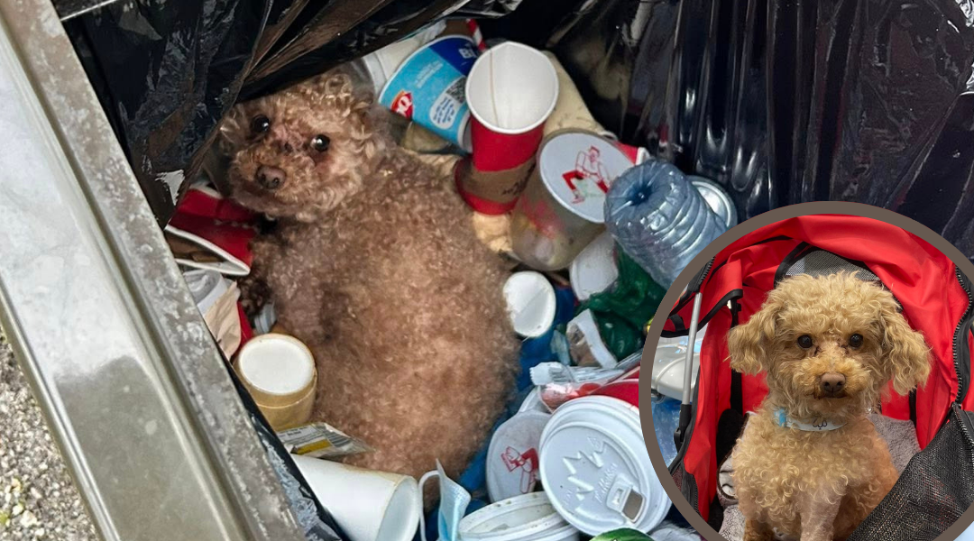 Oscar the Rescued Dog Thrown Away Like Trash Fights for Life