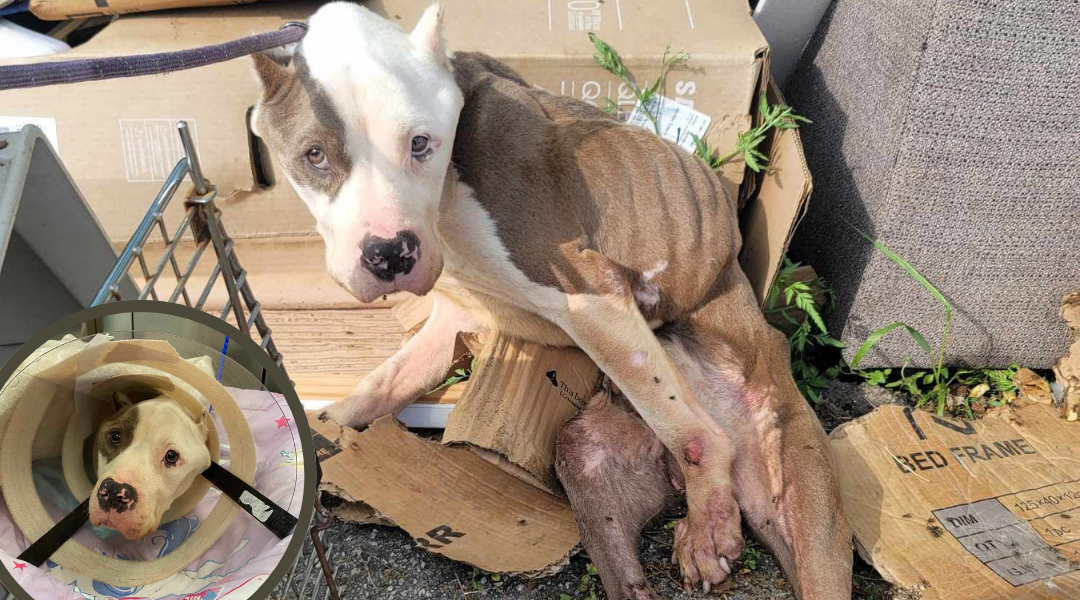 Pinned and Left for Dead: Dog’s Heartbreaking Rescue Story