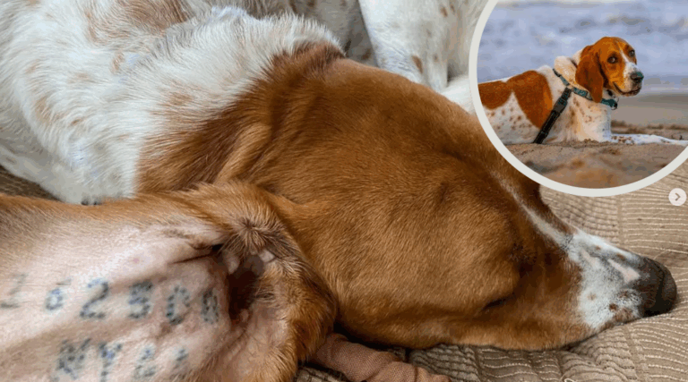 From Lab Test Subject to Survivor: Otis’s Fight Against Animal Testing