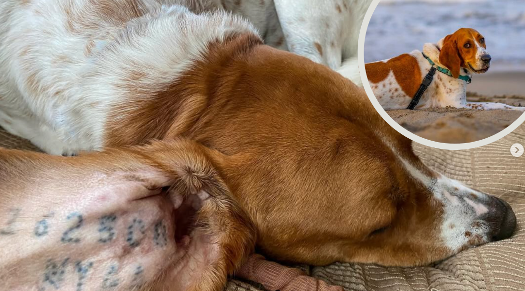 From Lab Test Subject to Survivor: Otis’s Fight Against Animal Testing