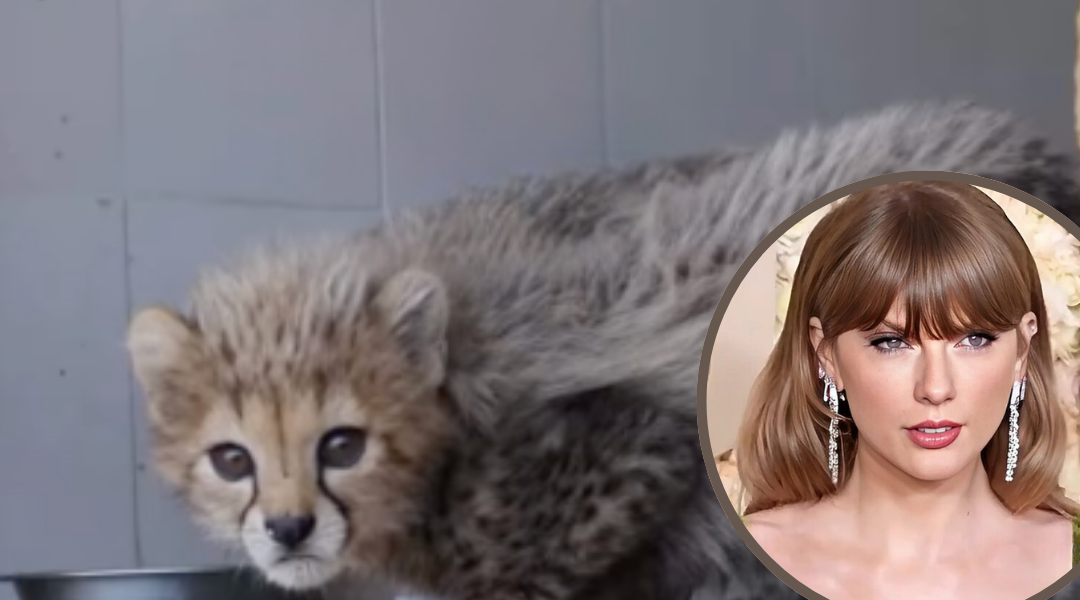 Cheetah Cub Rescue: Taylor Swift Is Now Thriving in Safe Hands