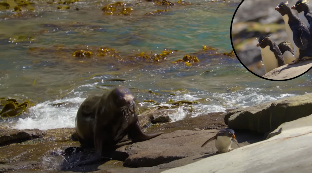 A Mother’s Courage: Penguin Faces Sea Lion Alone to Defend Her Nest