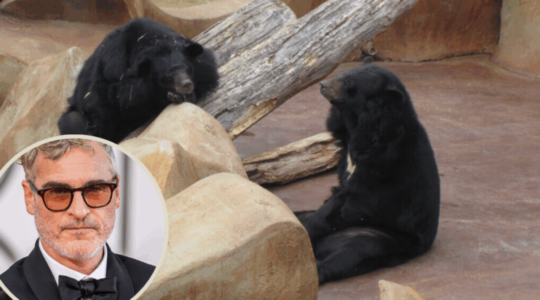 Joaquin Phoenix Fights for Captive Bears