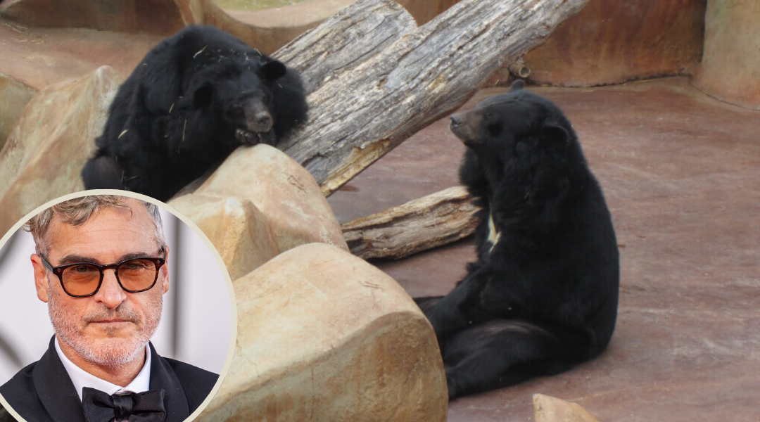 Joaquin Phoenix Fights for Captive Bears