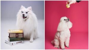 dogs book training ball