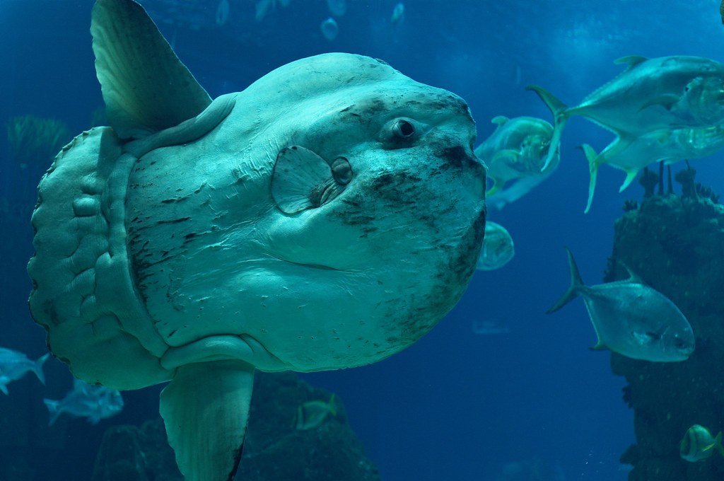 Diver Dwarfed by Massive Ocean Sunfish in Stunning Underwater Encounter