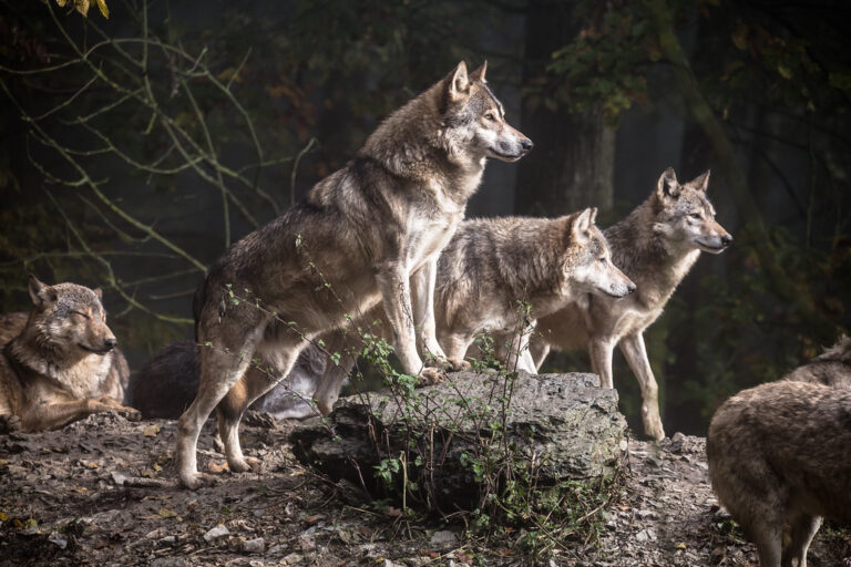 After Tragedy, Yellowstone’s Junction Butte Wolf Pack Regroups and Hunts Again