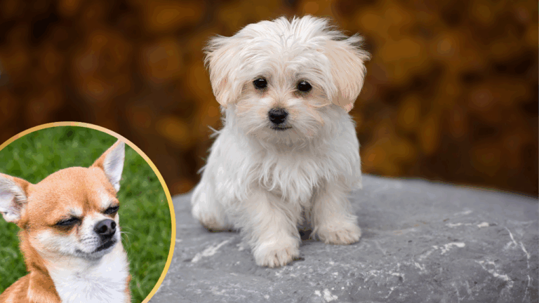If You Think A Chihuahua Makes a Good Lap Dog, Then These 10 Are Better