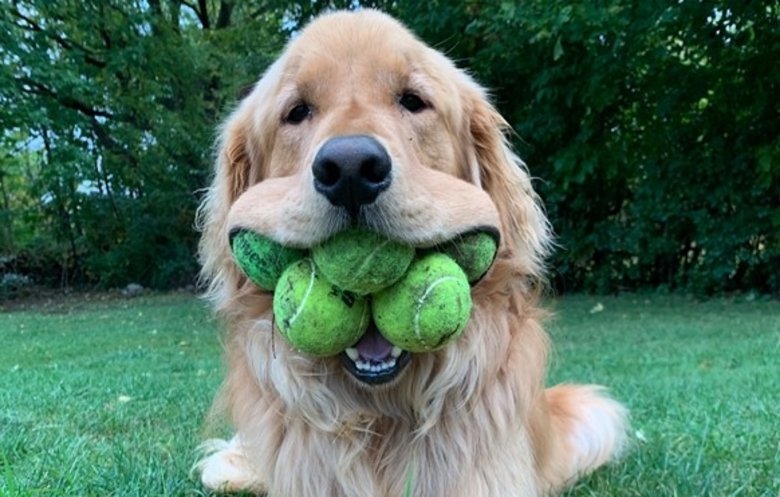 Golden Retriever Makes History with Guinness World Record for Most Balls in Mouth