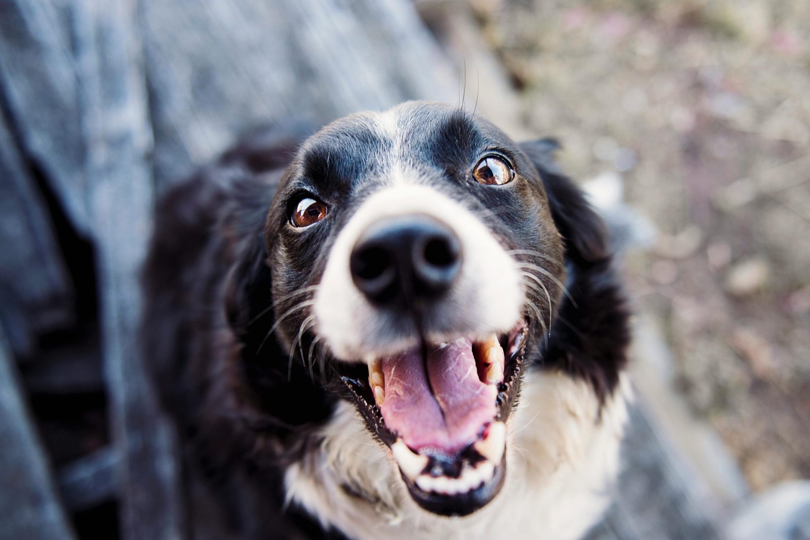 Adult Black and White Border Collie