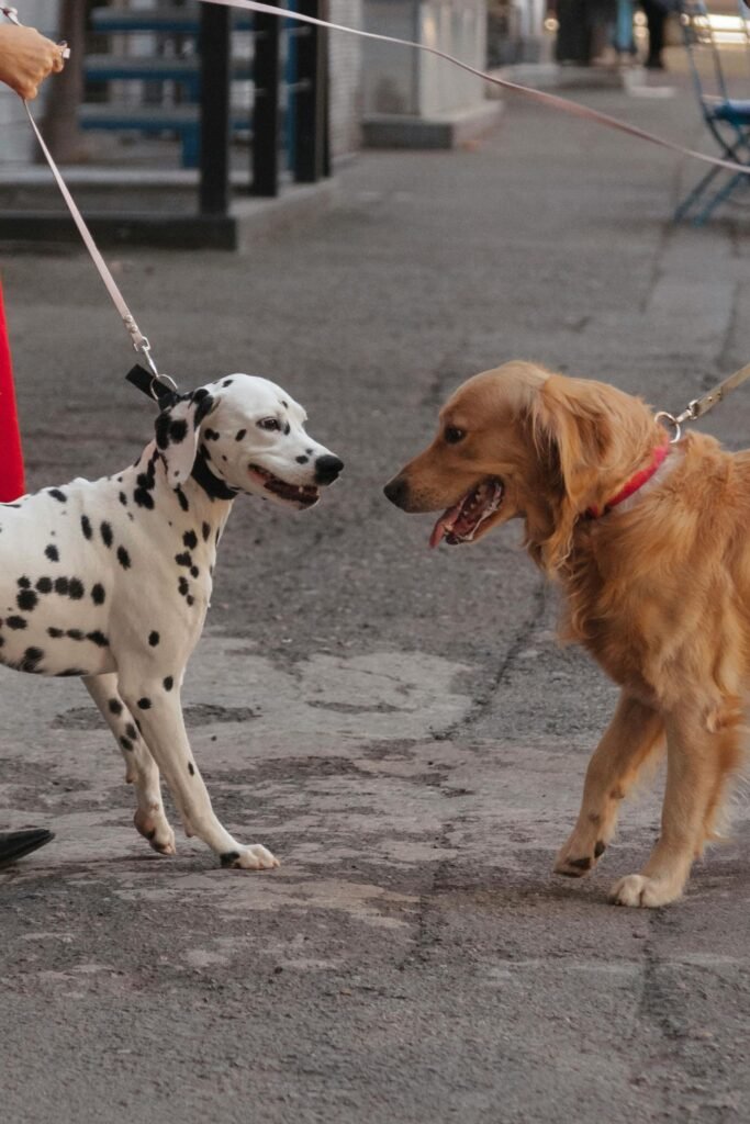 Dalmatian and Golden Retriever Meeting on Sidewalk