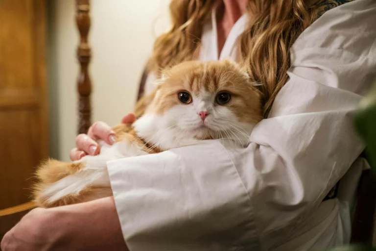Cats Bond Like Babies and Dogs—Science Backs It Up