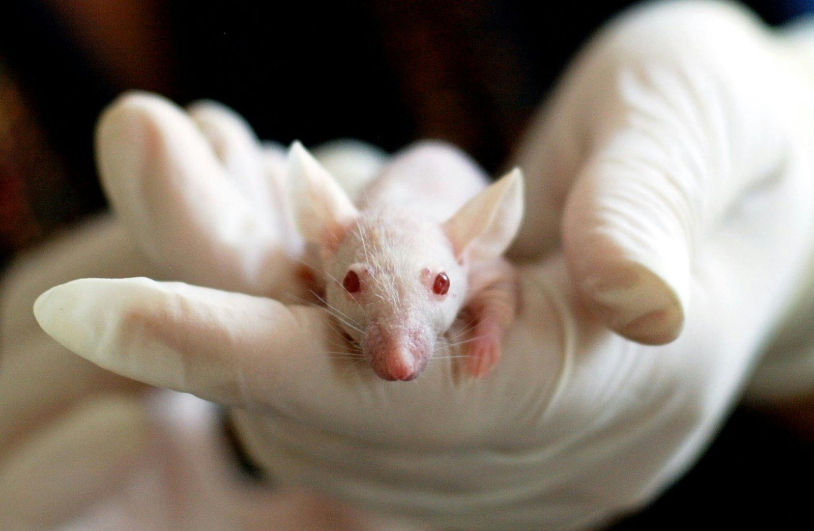 Ancient DNA Brings Mouse to Life