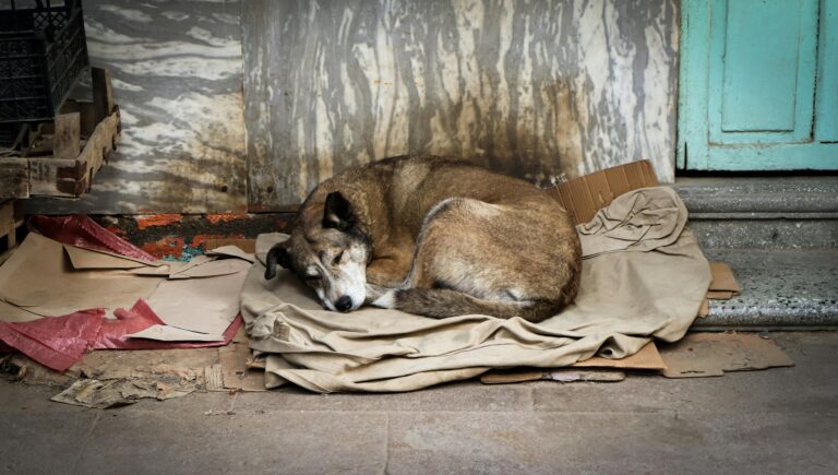 dog homeless