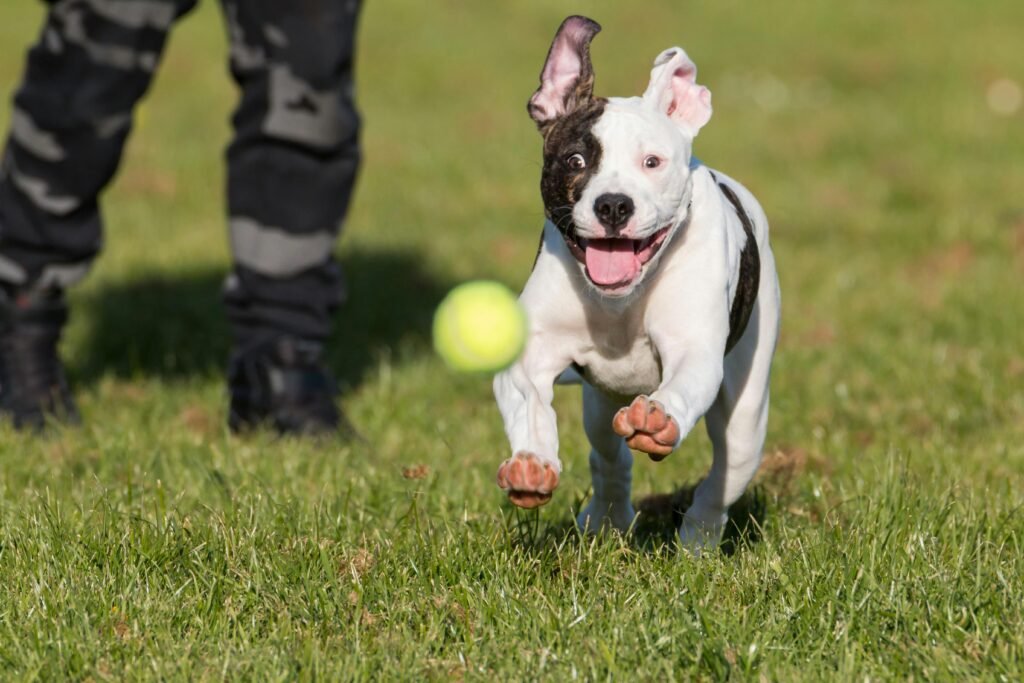 dog chasing ball