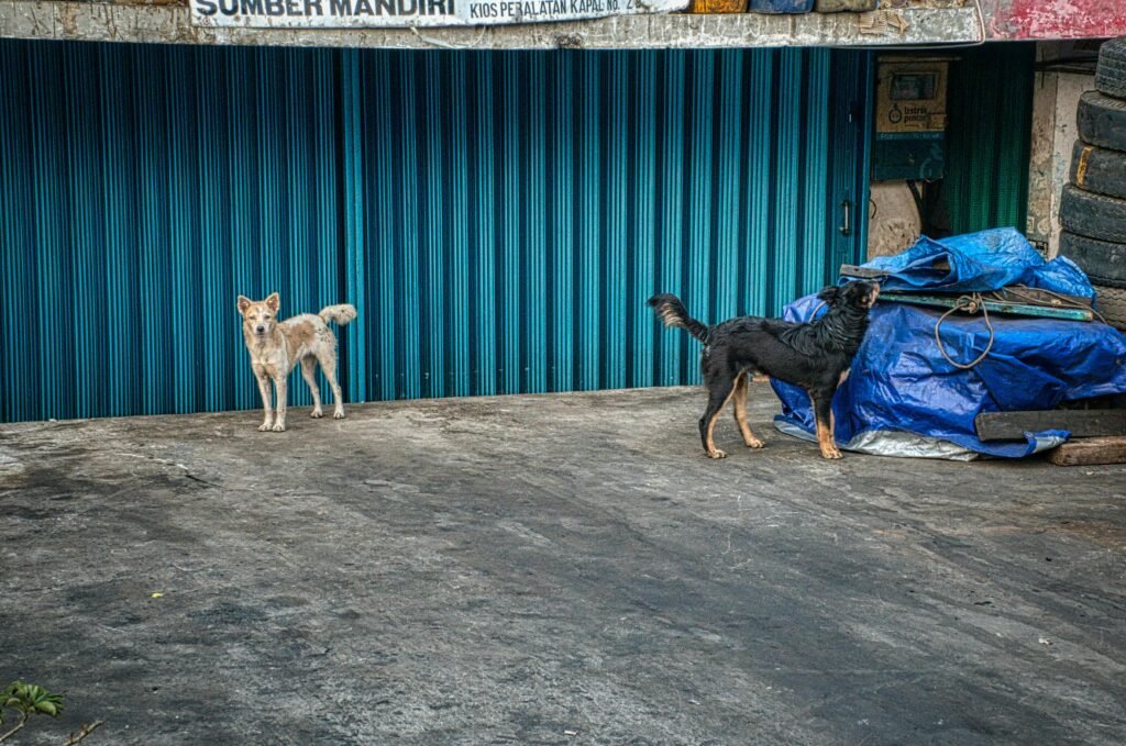 Dog Homeless