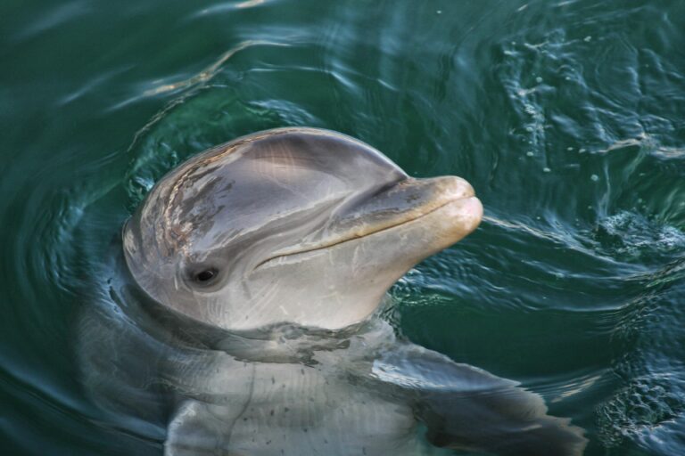 Dolphins Mimic Human Vowels—Could They Be Talking to Us?