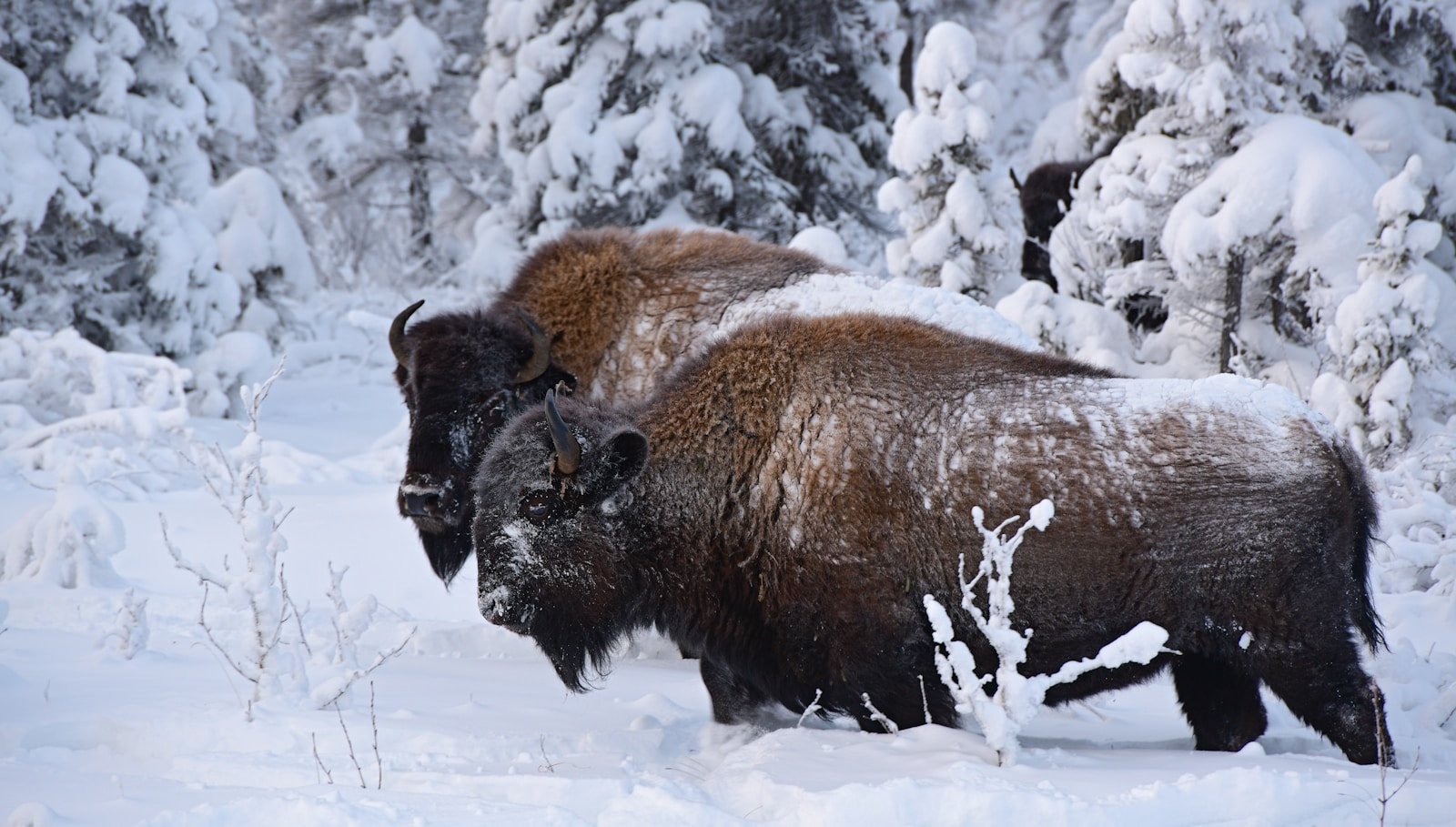 Yellowstone Bison Removals Spark Outcry Amid Legal Fight Over Management Plan