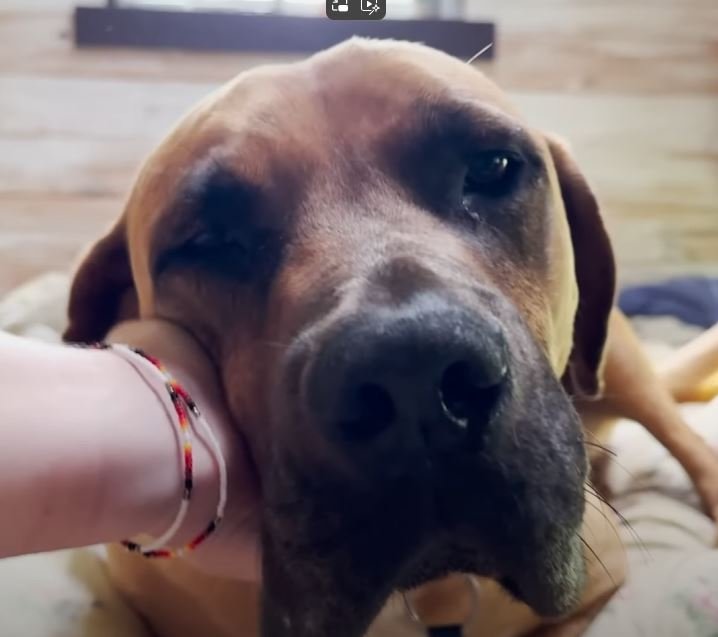 Abandoned Dog Finds His Second Chance After a Life of Suffering
