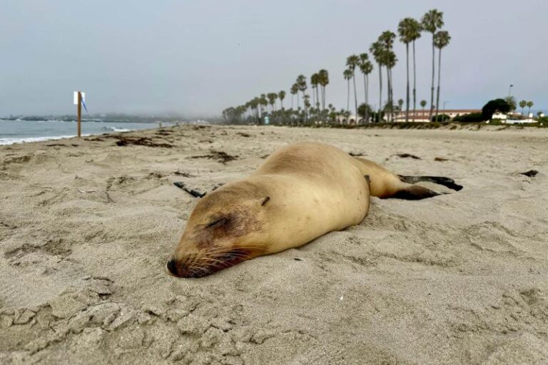Toxic Algae Bloom Killing Dolphins Along Southern California Coast