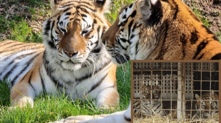 Slovakia’s Last Circus Tigers Begin a New Life at Sanctuary