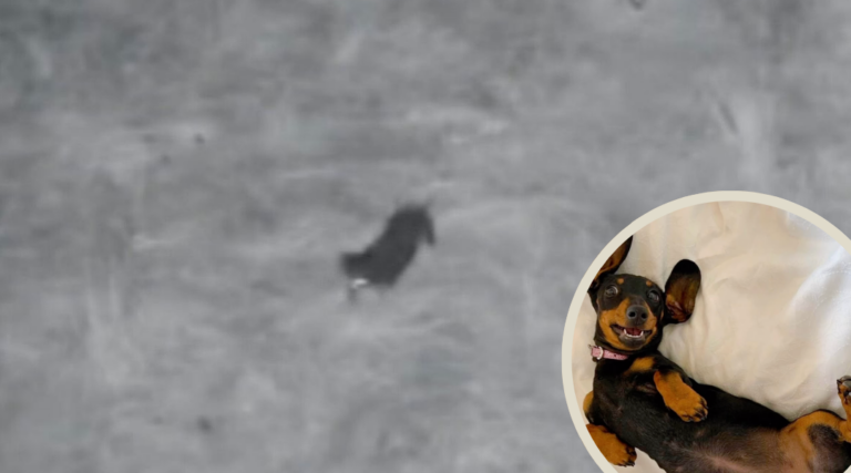 Lost Pup Survives 500 Days Alone on Remote Island