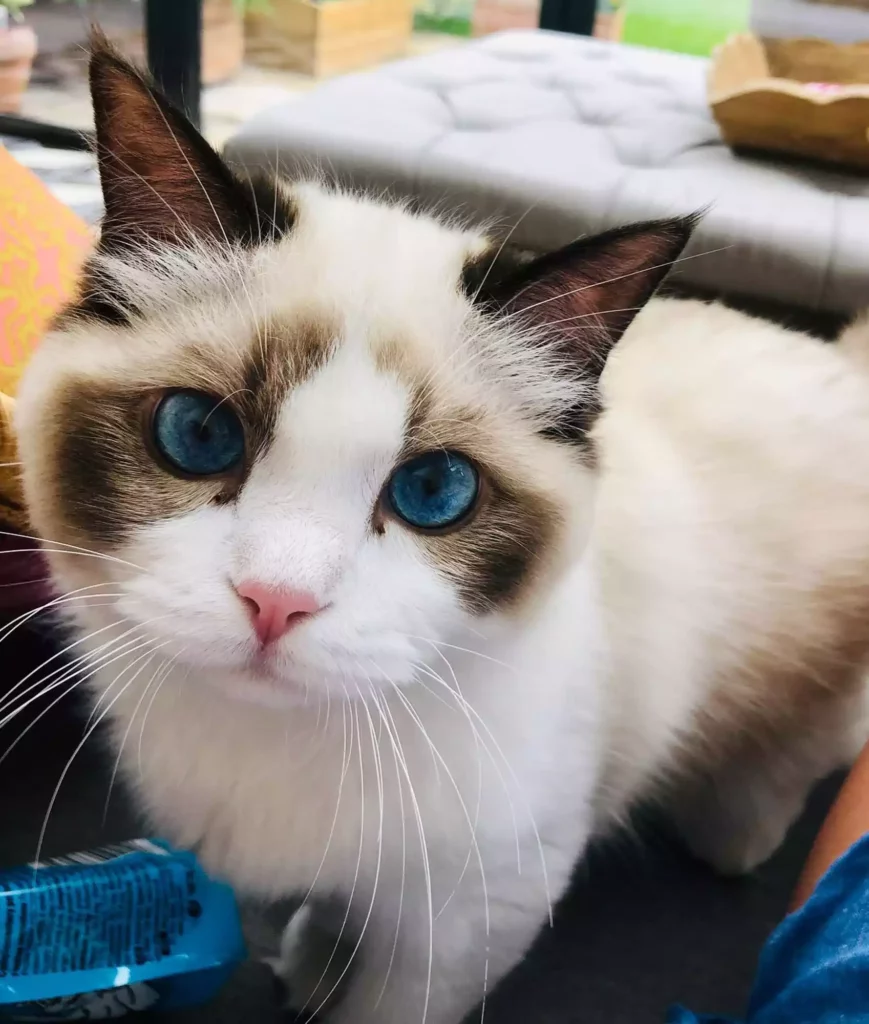 blue eye cat