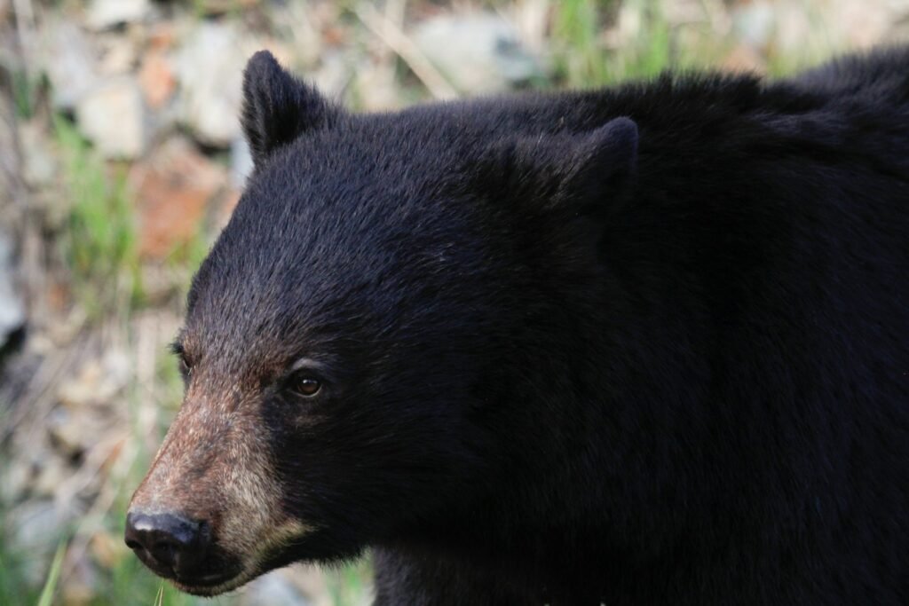 closeup photography of black bear