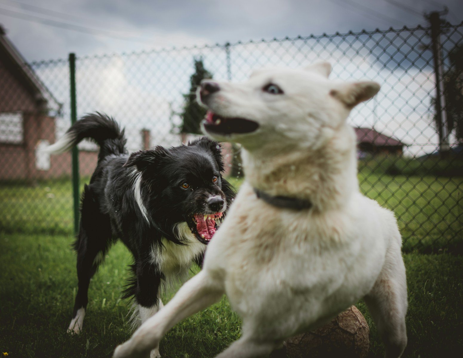 Nearly All U.S. Dogs Exhibit Some Form of Problematic Behavior, Research Shows