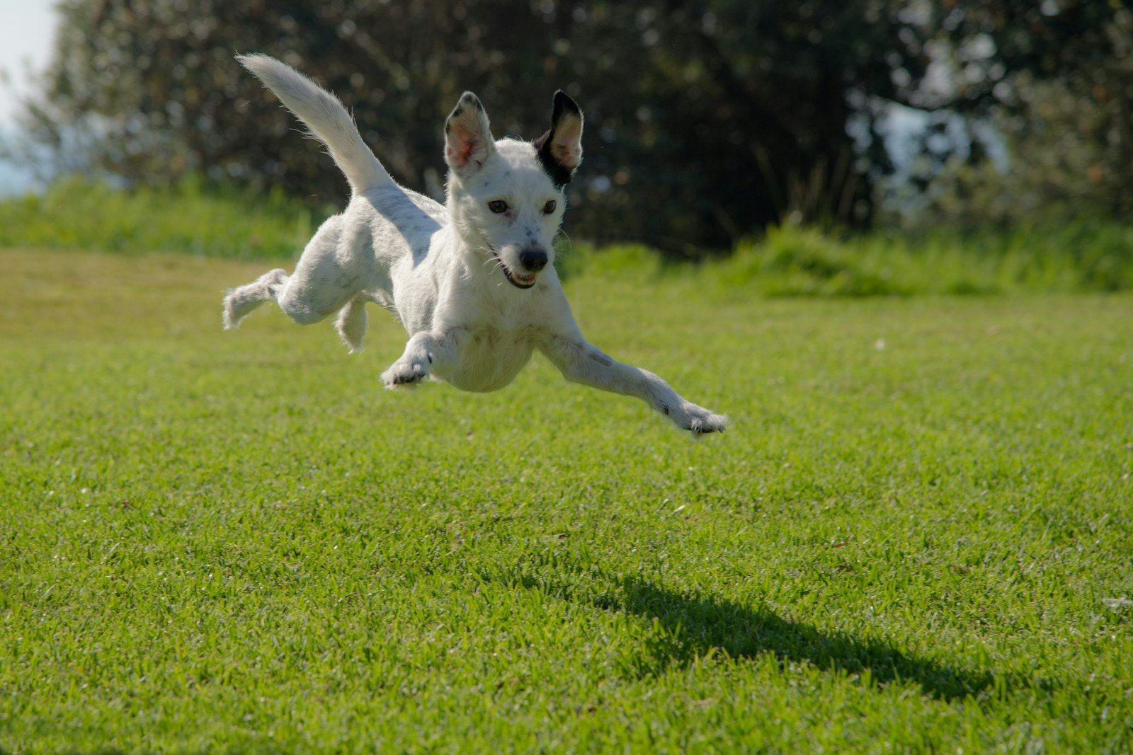 Zoomies Unleashed: Why Your Pet Suddenly Sprints Around the House