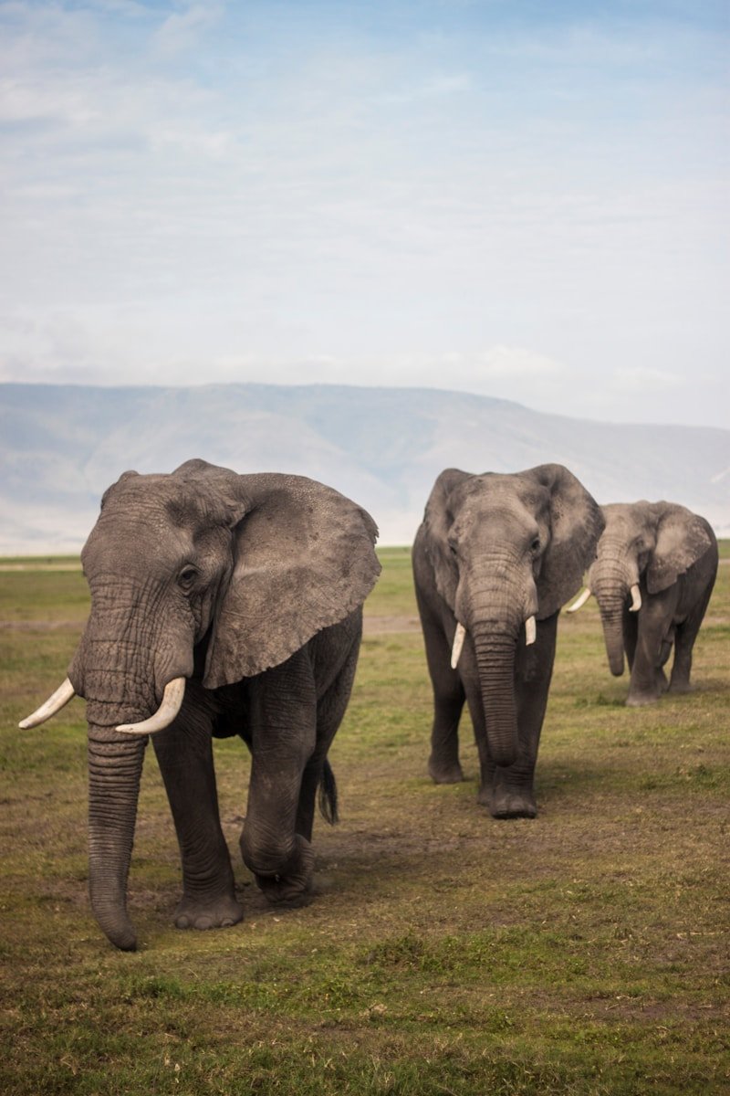 New Legislation Seeks to Ban Big Game Hunters from Bringing Trophies to U.S.