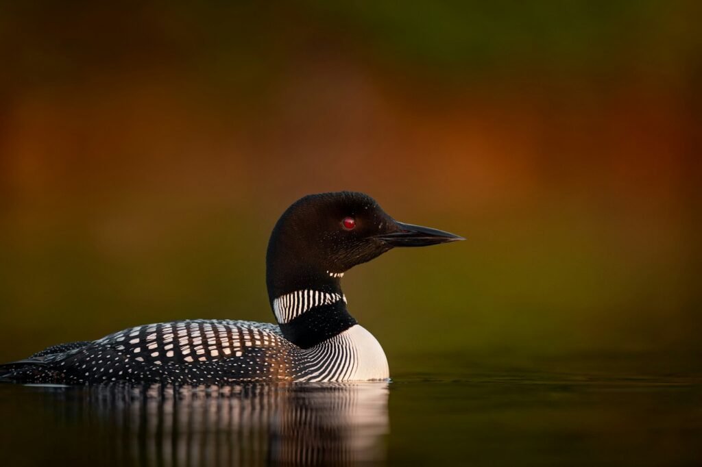 black and white duck on water