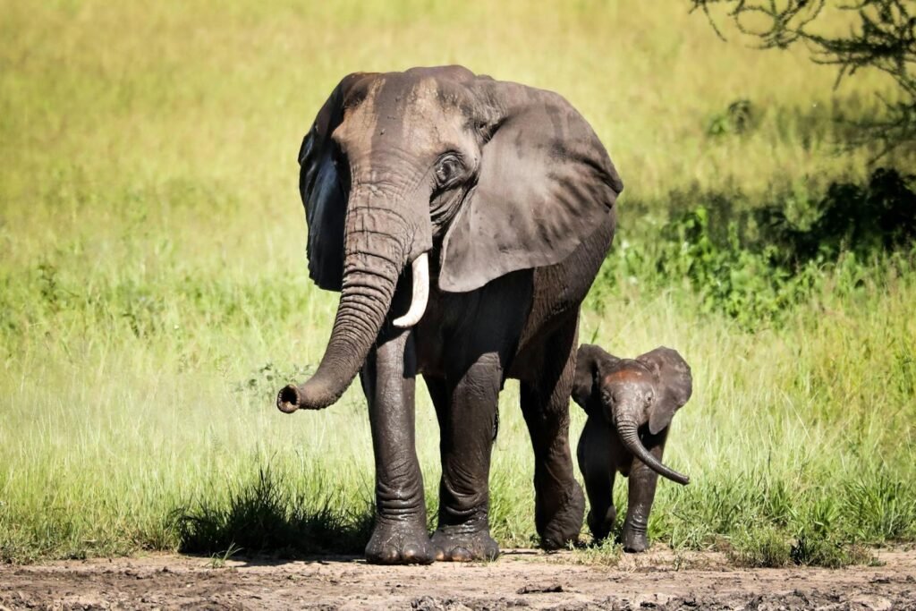 A mother elephant and her calf walking in a grassy savanna under the sunshine.