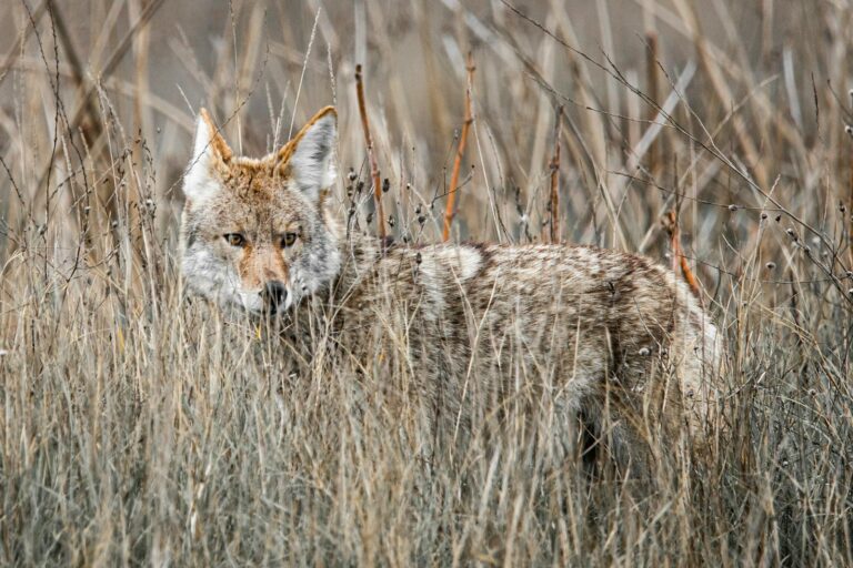 A coyote blends into the grassland, showcasing its adaptability and stealth in the wild.