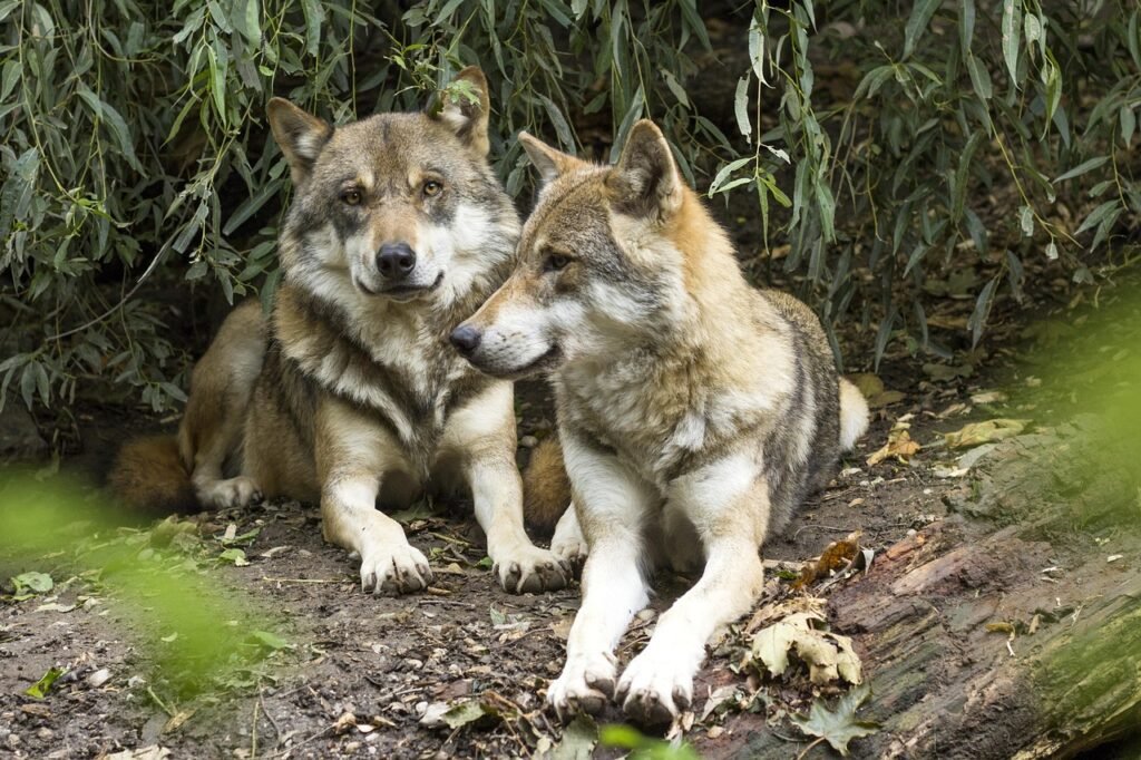 wolf, canis lupus, european wolf, predator, pack, two wolves, dormant, lying, fur, gray, wolf, wolf, wolf, wolf, wolf, two wolves, two wolves