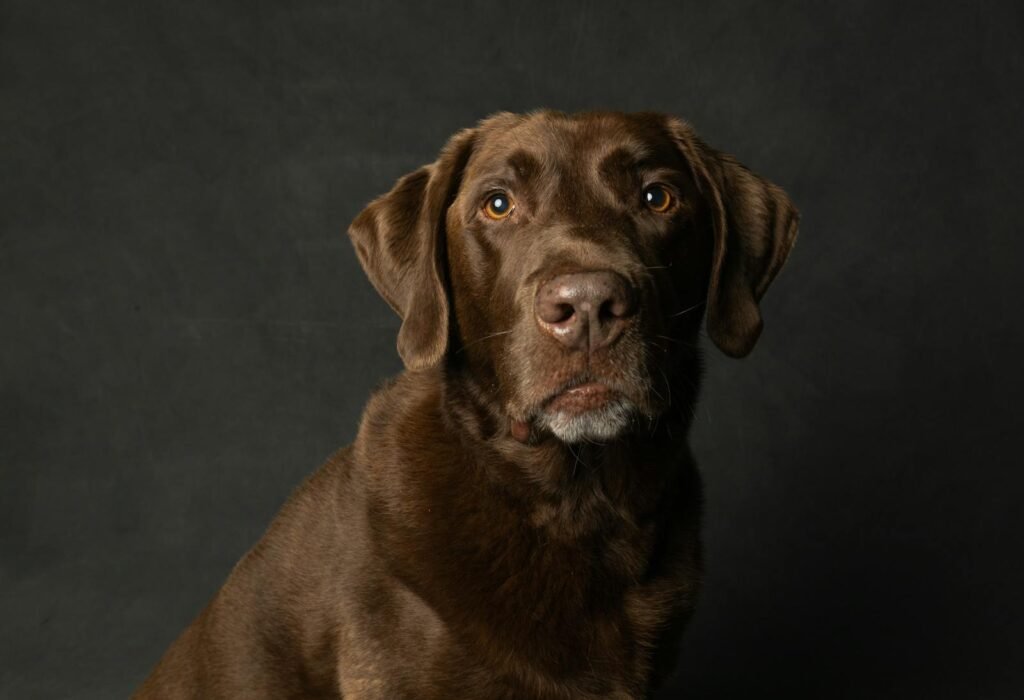 Close-up portrait of a chocolate Labrador Retriever with black background.