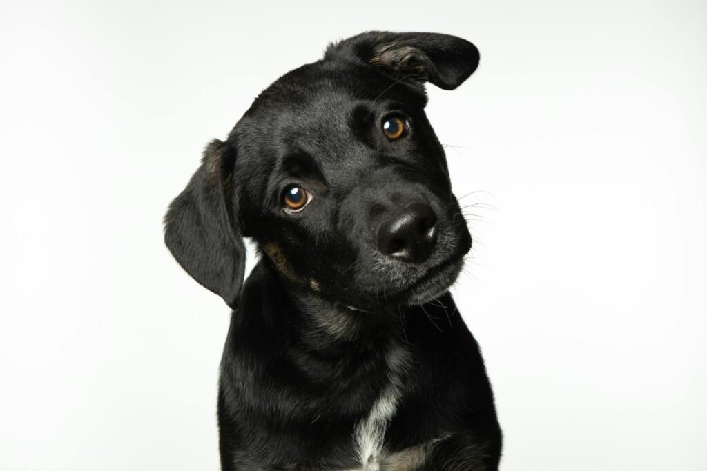 Adorable black puppy with a curious head tilt against a white background.