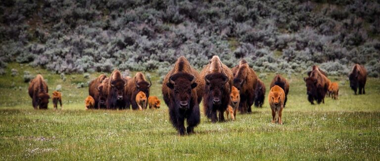 bison, buffalo, herd, wildlife, animals, nature, yellowstone national park, landscape, valley, meadow, hdr