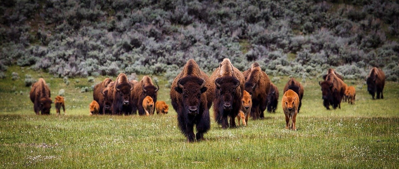 Colorado Protects Wild Bison With Landmark Law
