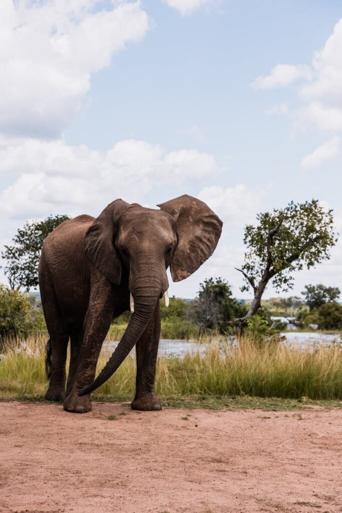 African elephant standing gracefully in the savannah, captured in its natural habitat.