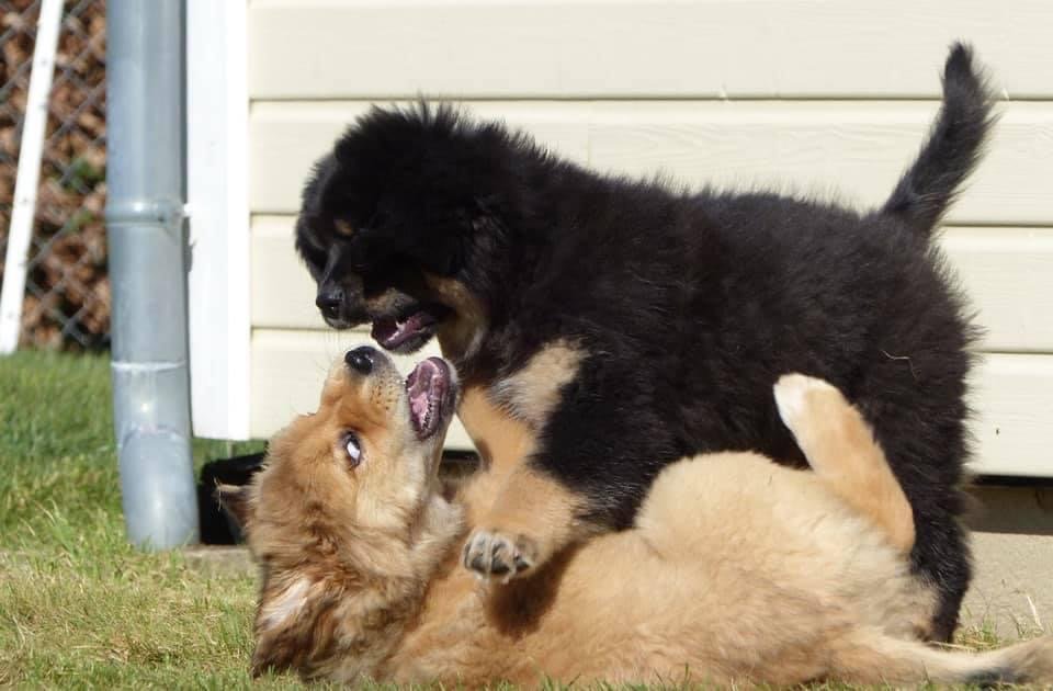 Playful (But On Their Own Terms) (image credits: wikimedia)