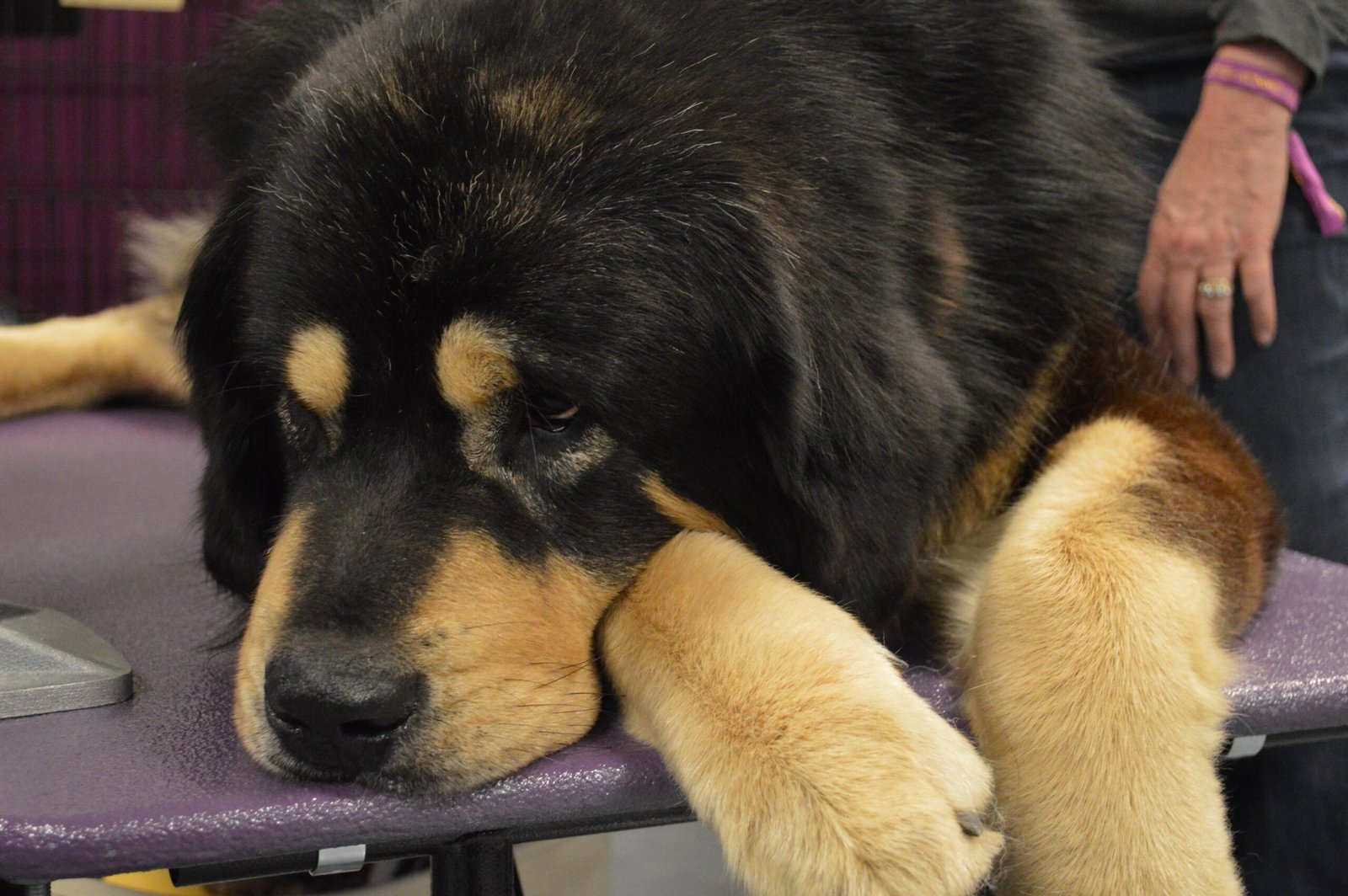Epic Napping Sessions (image credits: wikimedia)