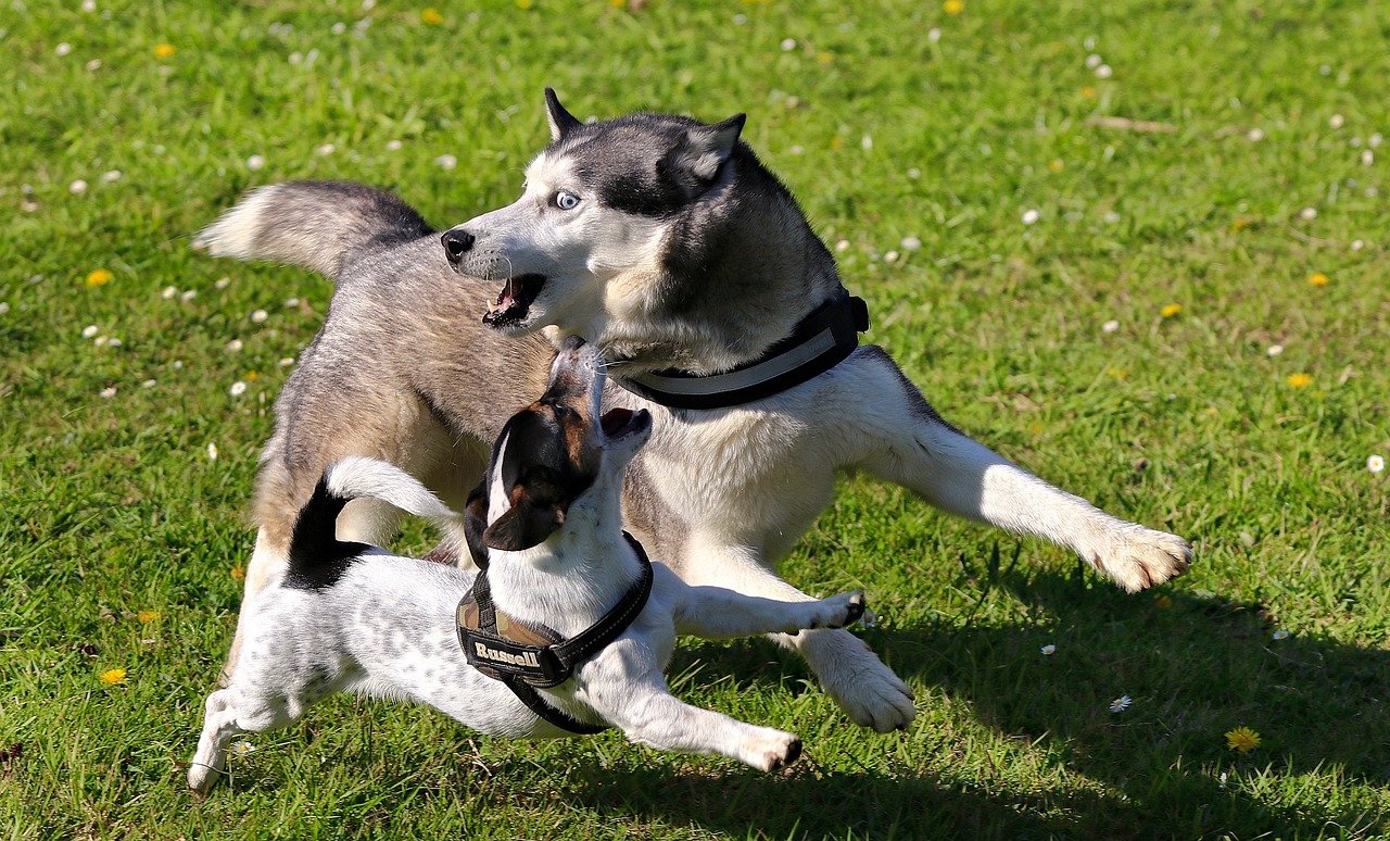 Jack Russell Terrier: The Spirited Dynamo (image credits: pixabay)