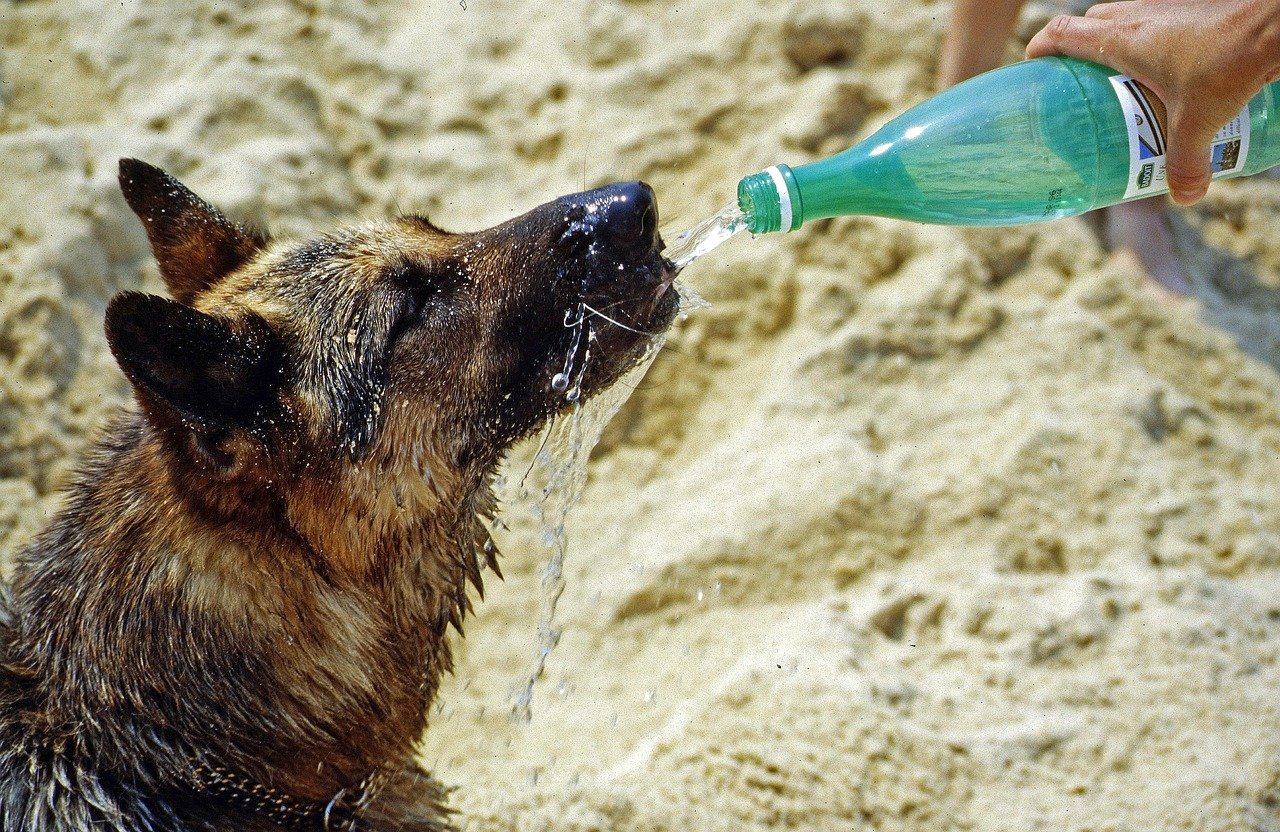 Excessive Thirst: The Bottomless Water Bowl (image credits: pixabay)