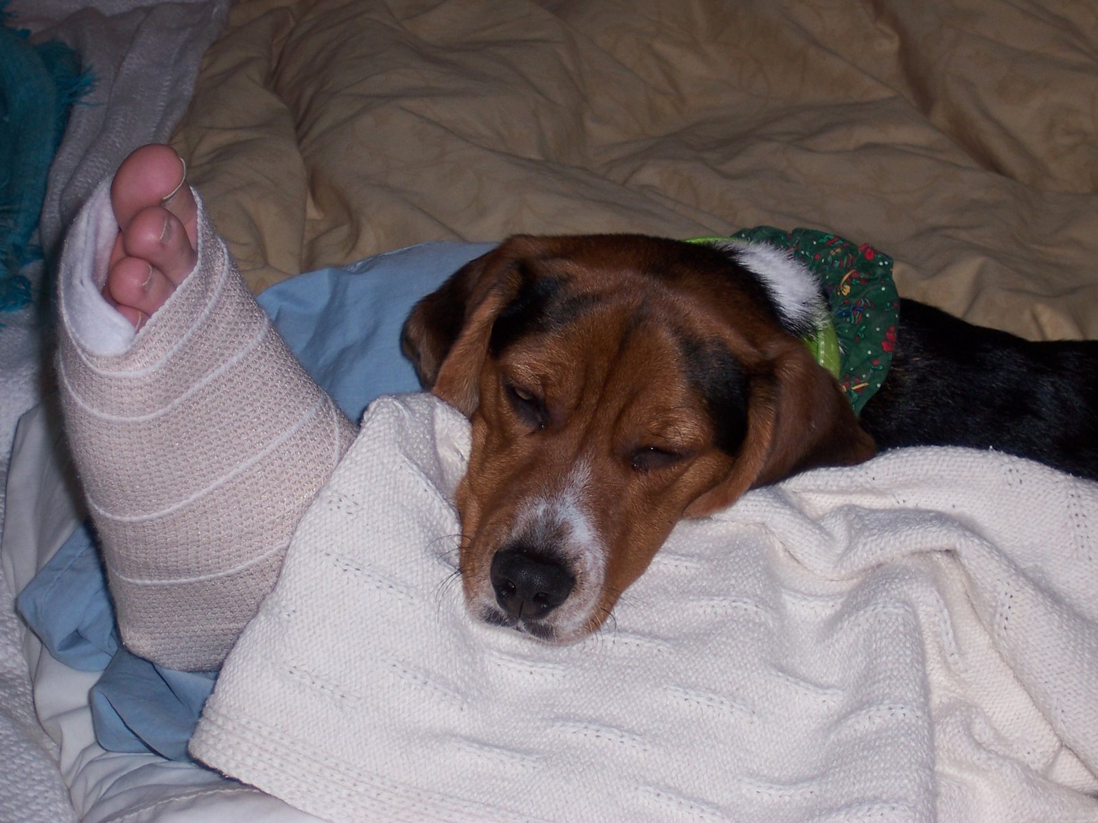 Beagle: The Curious Companion with a Nose for Fun (image credits: wikimedia)