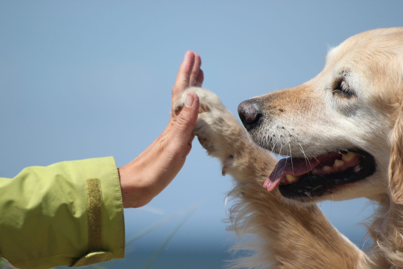 Golden Retriever: The All-American Family Favorite (image credits: wikimedia)