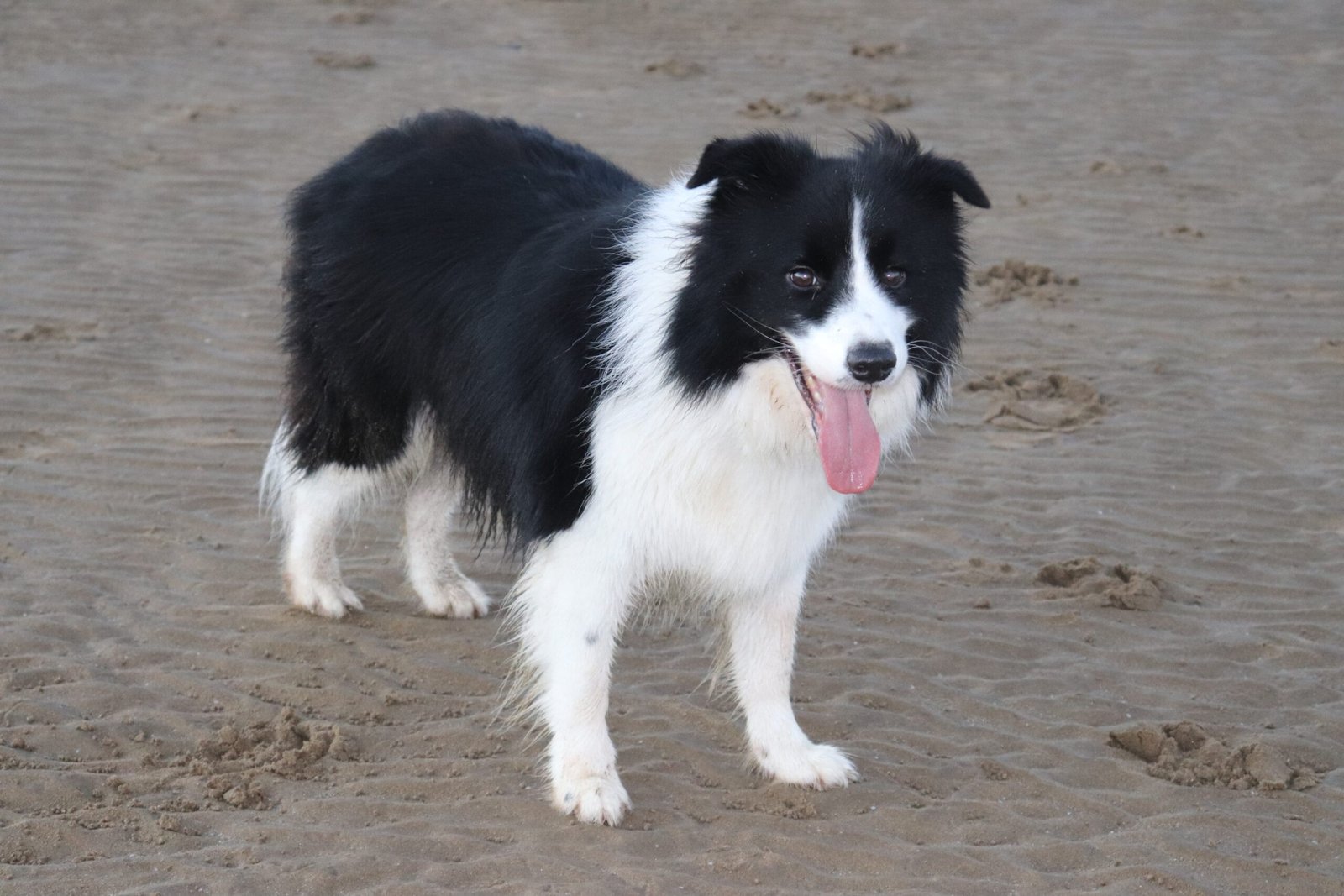 9 Border Collie Habits That Reveal Their Intelligence