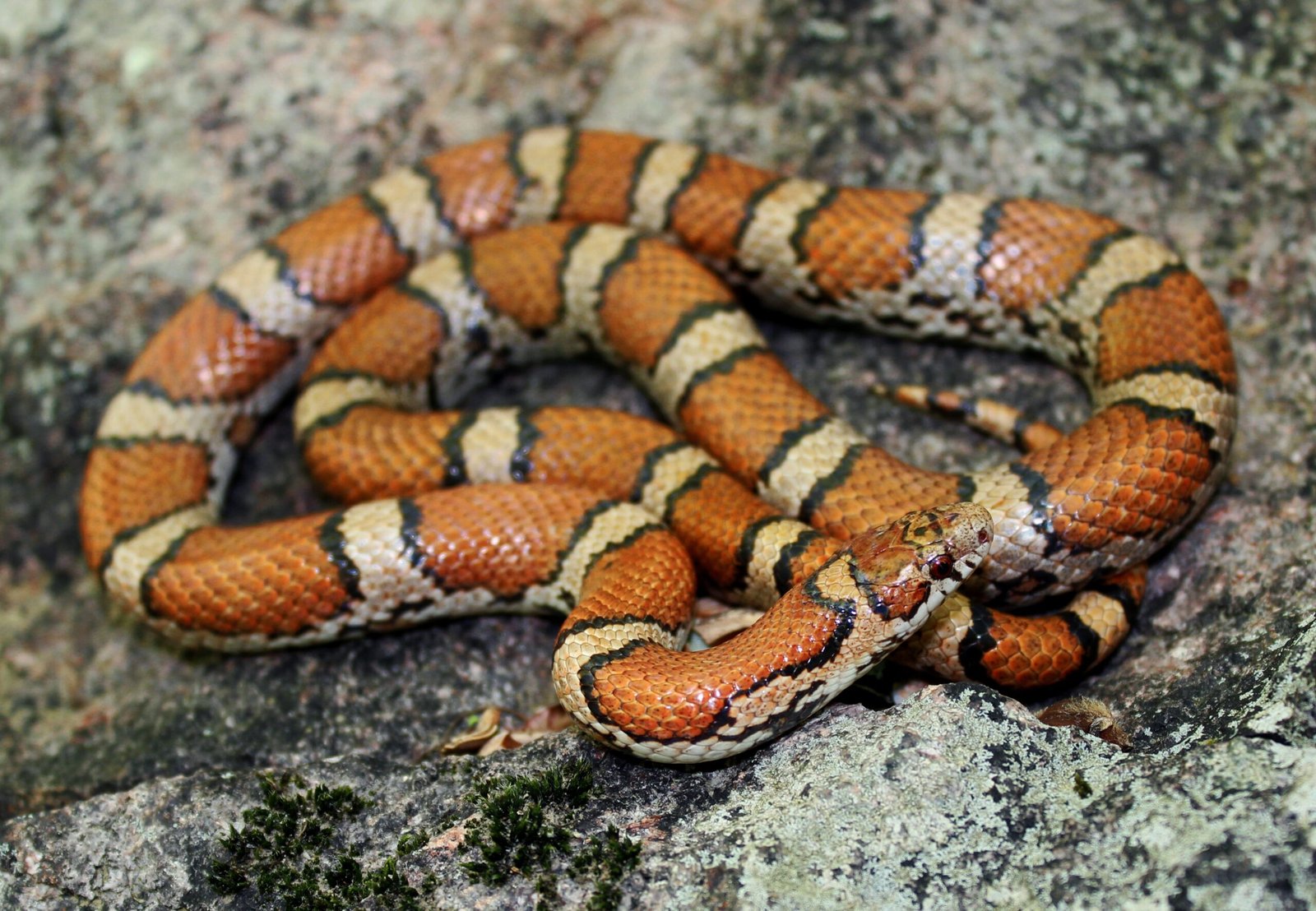 Milk Snakes Get Their Name from a Bizarre Legend (image credits: wikimedia)