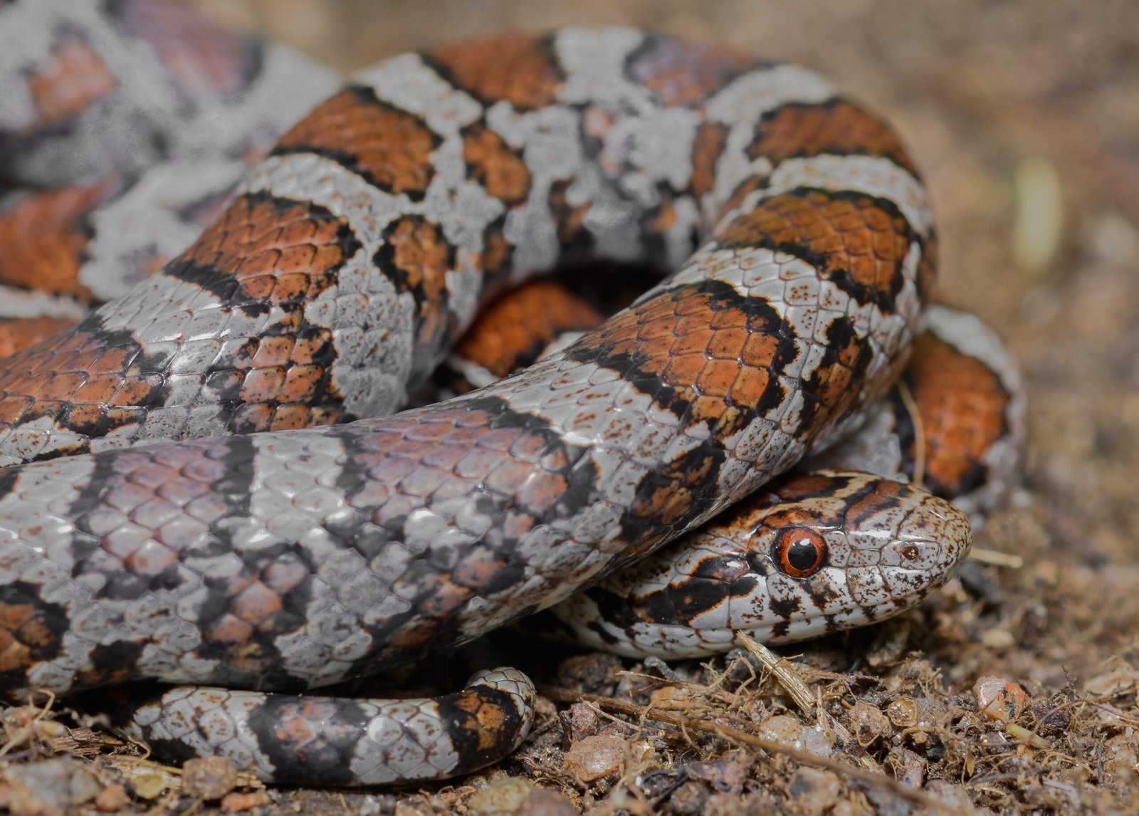 They Have a Surprising Diet (image credits: wikimedia)